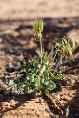 Ornithoglossum gracile