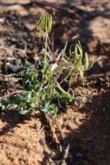 Ornithoglossum gracile