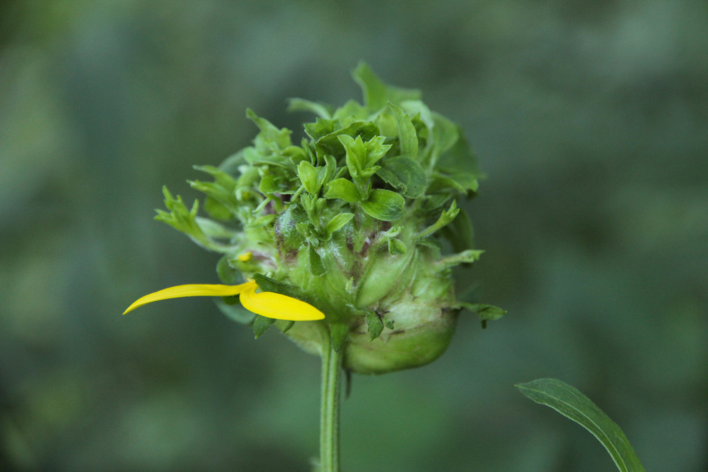 Asphondylia rudbeckiaeconspicua