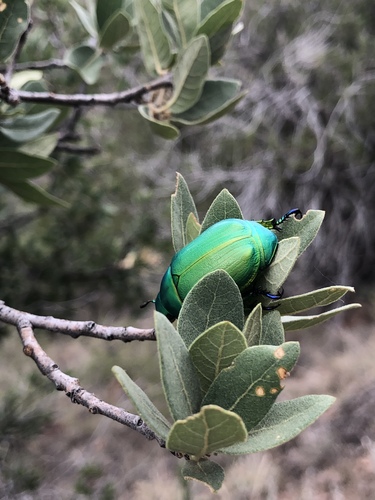 Wood's Jewel Scarab photo 2