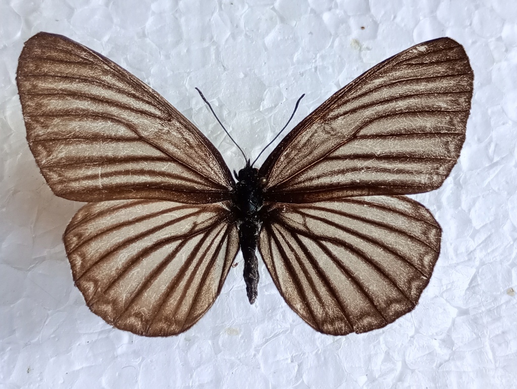 Neptis raddei