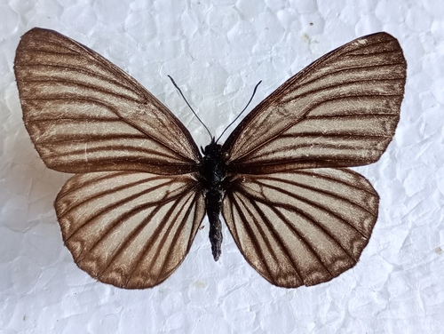 Neptis raddei