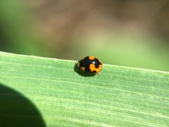 Hyperaspis connectens