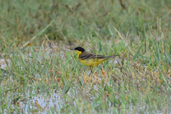 Motacilla flava feldegg