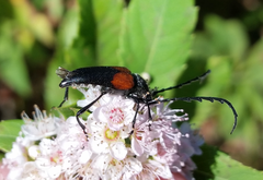 Stictoleptura canadensis