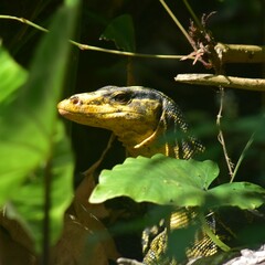 Cuming's Water Monitor photo 2