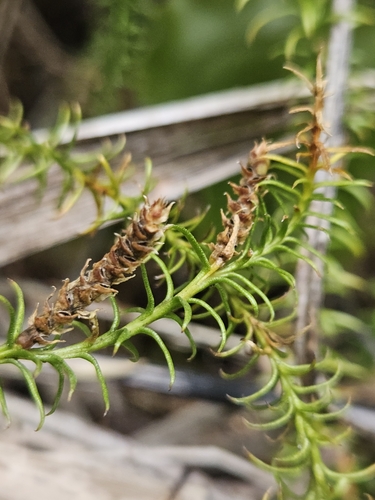 Image of Lateristachys lateralis by (c) Angus Campbell, some rights reserved (CC BY)