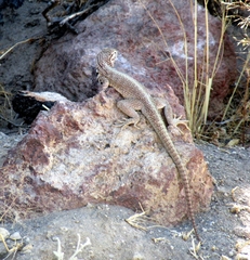 Microlophus peruvianus