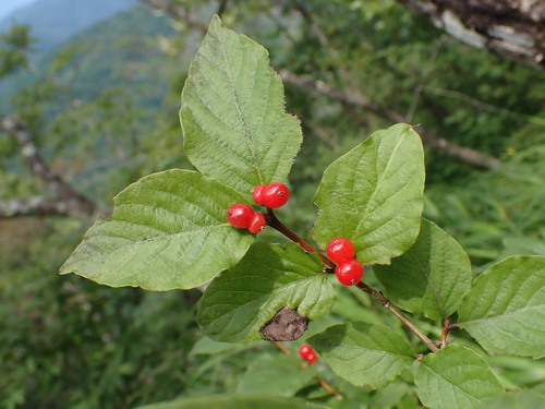 Lonicera mochidzukiana iNat (1)