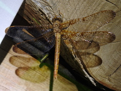 Neurocordulia xanthosoma