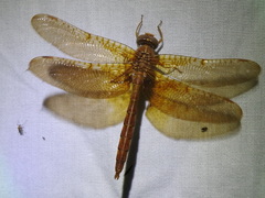 Neurocordulia xanthosoma