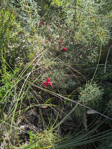 Image of Grevillea wilsonii by (c) David Thompson, some rights reserved (CC BY)