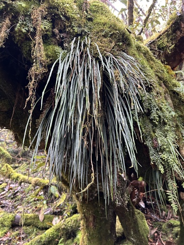 Asplenium ensiforme iNat (2)