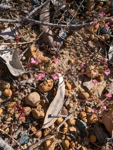 Levenhookia stipitata (Levenhookia stipitata)