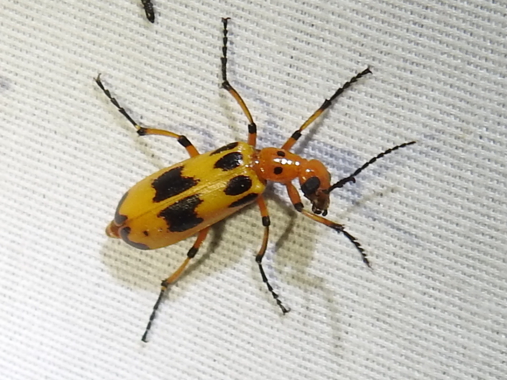 Pyrota fasciata