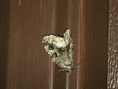 Protodeltote muscosula