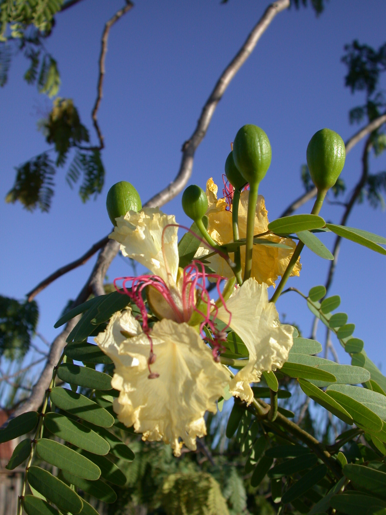 Delonix decaryi (R.Vig.) Capuron 3