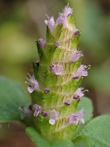 Image of Elsholtzia strobilifera by (c) Sagnik Dutta Roy, some rights reserved (CC BY)