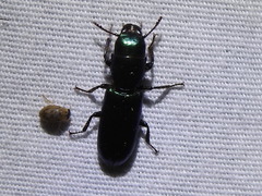 Temnoscheila acuta