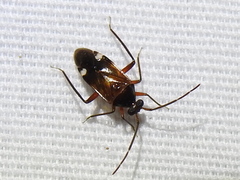 Eustictus