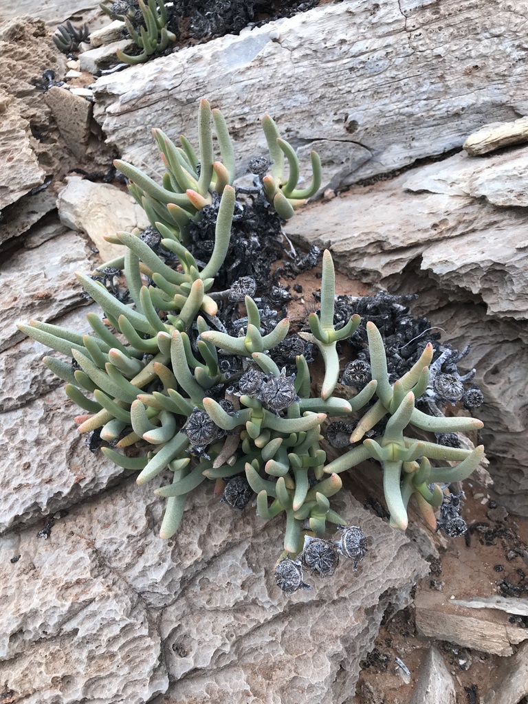 Cephalophyllum confusum