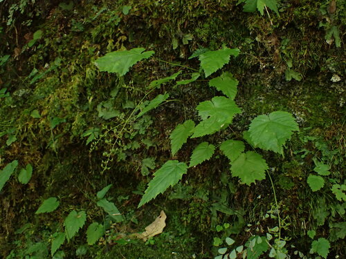 Astilbe Anita Pfeifer — foto