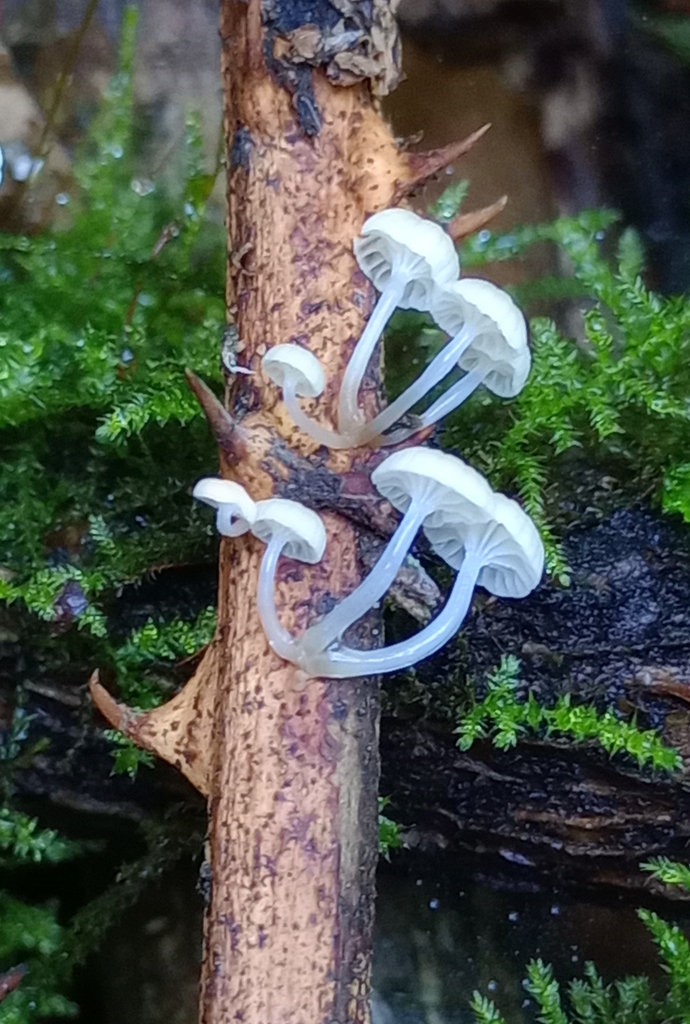 Roridomyces appendiculatus