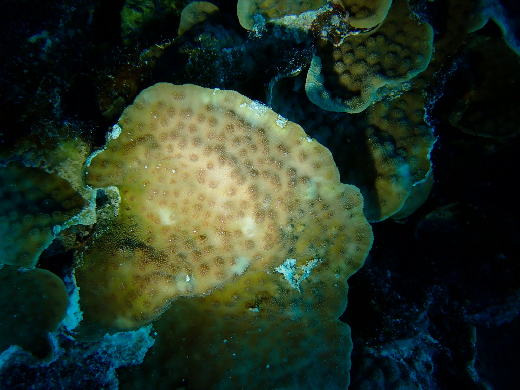 Hedgehog coral
