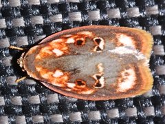 Eochrois sarcoxantha