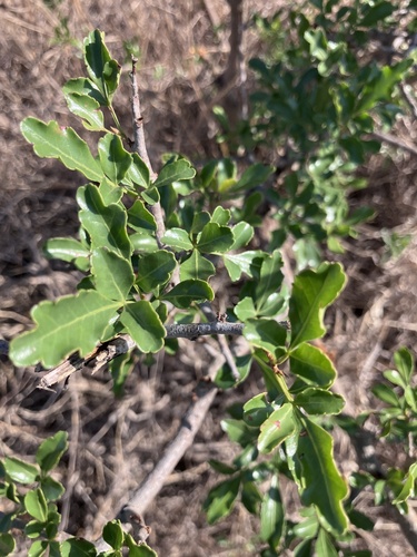 Thorny Karee (Searsia gueinzii)