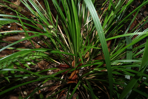 Image of Carex maculata by (c) Greg Tasney, some rights reserved (CC BY-SA)