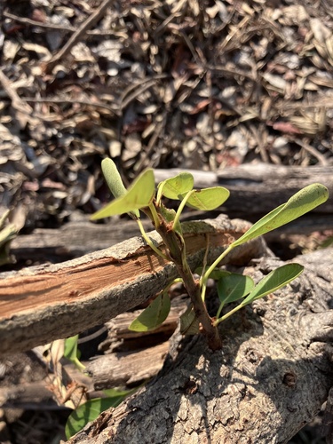 Peters' Fig (Ficus petersii)