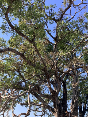 Image of Ficus petersii by no rights reserved