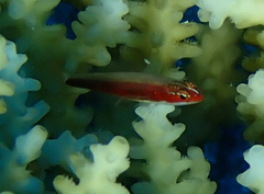Creamback Dwarfgoby photo 2