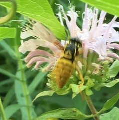 Spilomyia alcimus