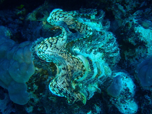 Fluted Giant Clam