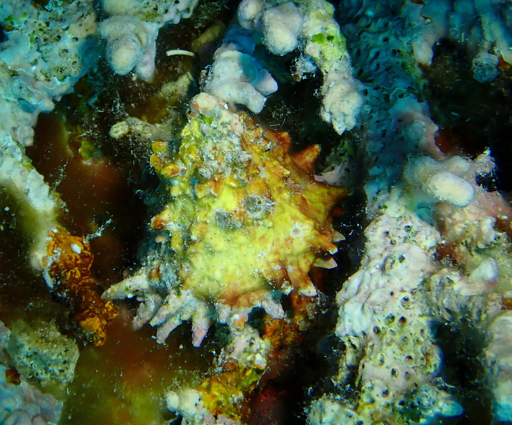Astralium rhodostomum