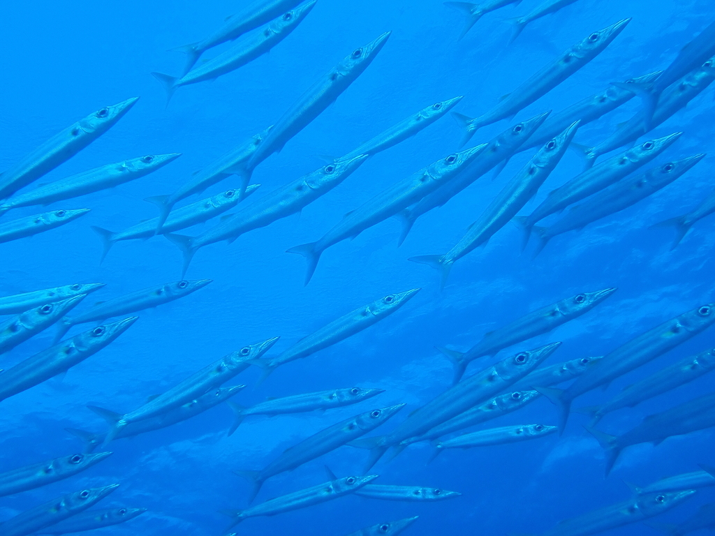 Bigeye Barracuda