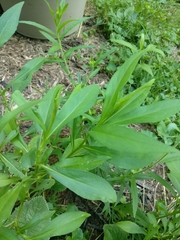 Helenium autumnale