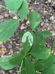 Leucanthiza dircella