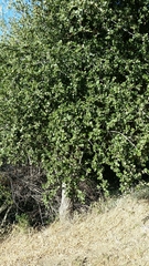 Quercus × acutidens