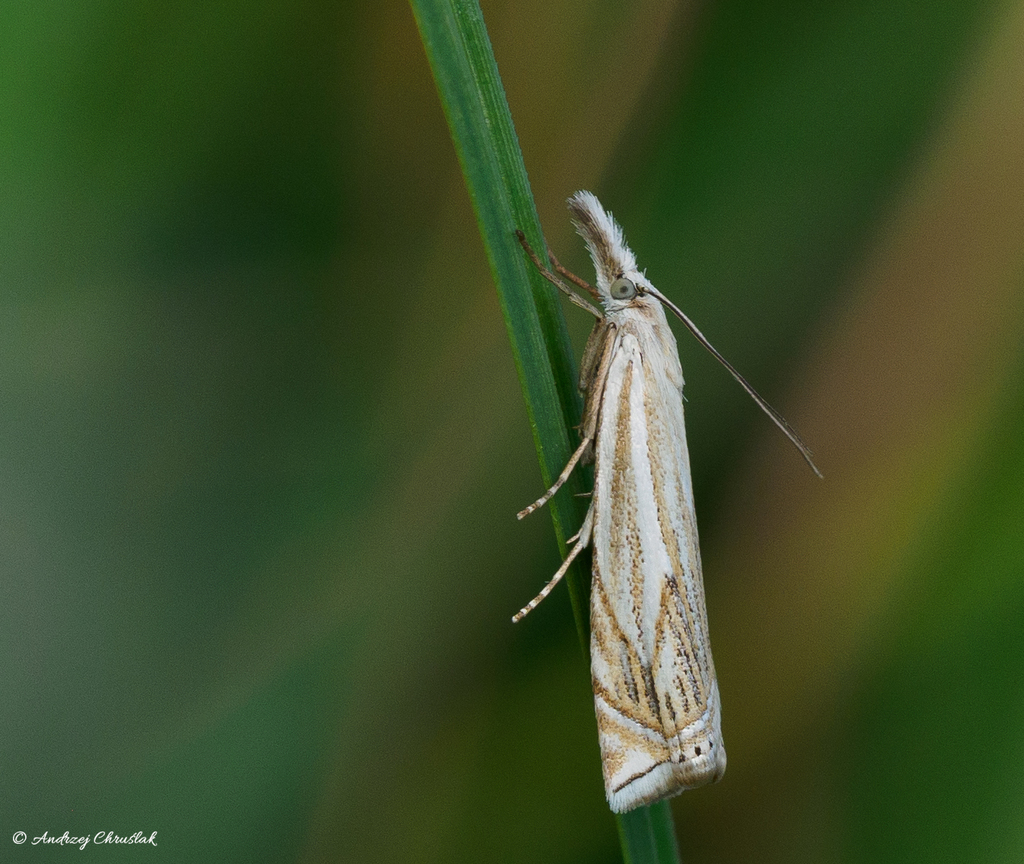 Hook-streaked Grass-veneer