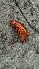 Talitroides topitotum