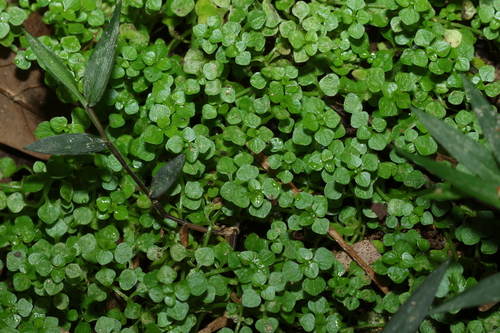 Image of Callitriche muelleri by (c) Greg Tasney, some rights reserved (CC BY-SA)