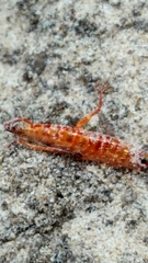 Talitroides topitotum