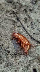 Talitroides topitotum