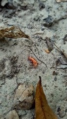 Talitroides topitotum