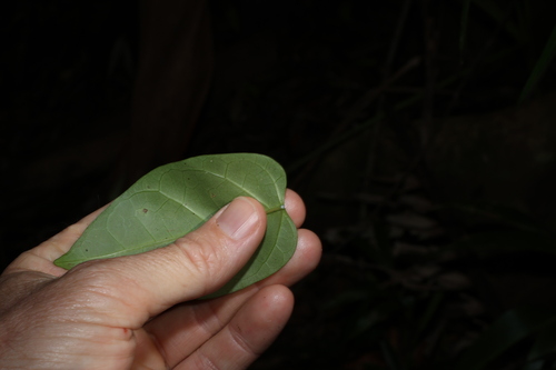Image of Leichhardtia rostrata by (c) Greg Tasney, some rights reserved (CC BY-SA)