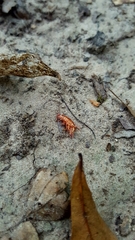 Talitroides topitotum