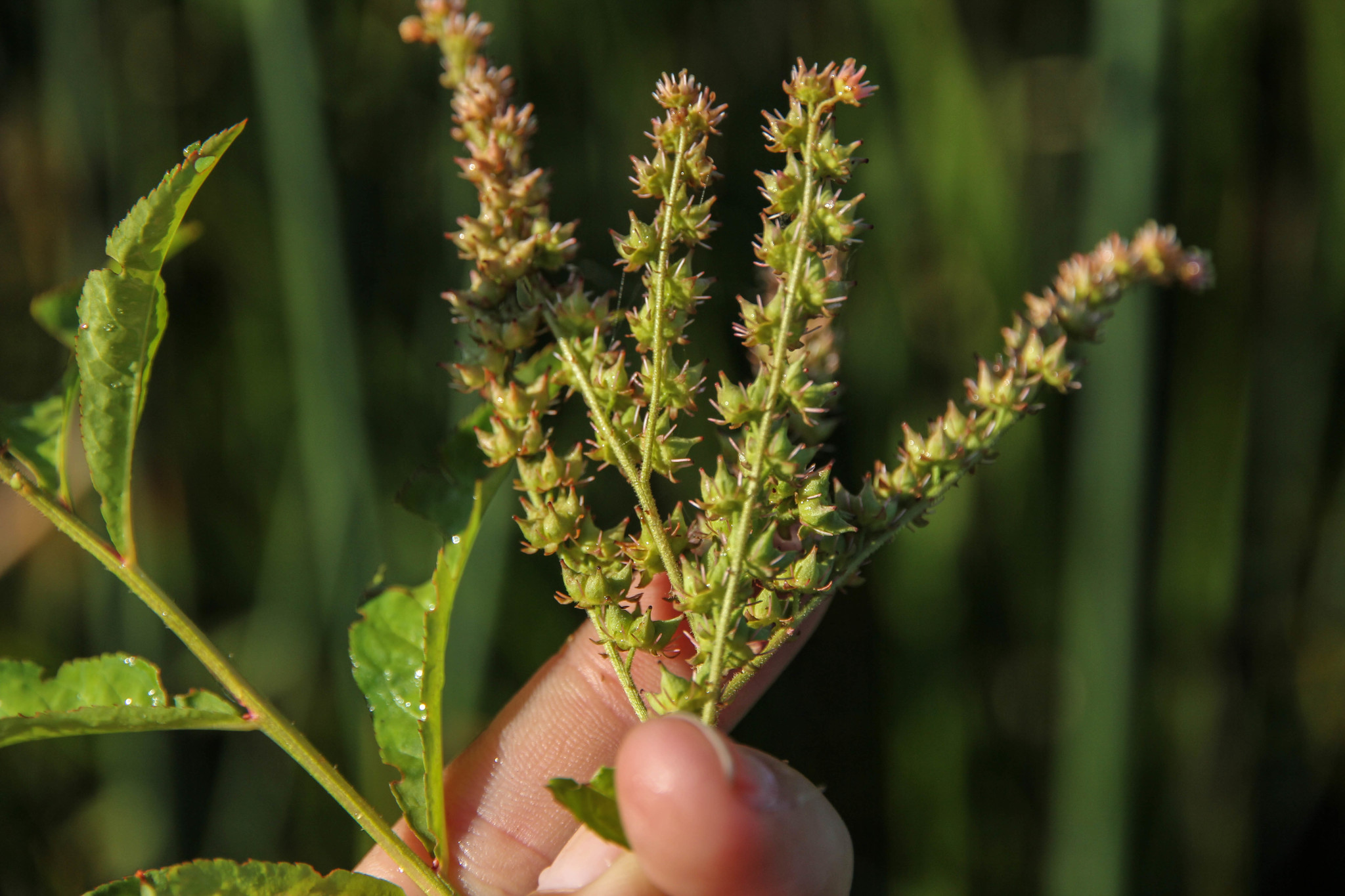 Penthorum